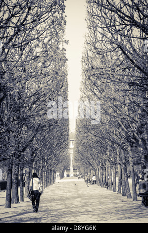 Vue de la convergence des arbres dans le Jardin du Palais, Paris, France Banque D'Images