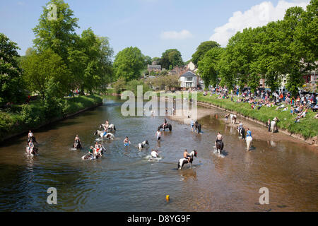 Appleby-in-Westmorland, au Royaume-Uni le 6 juin 2013. Natation les chevaux dans la rivière Eden lors de l'historique foire aux chevaux. En commençant le premier jeudi de juin et en cours d'exécution pour une semaine la foire est visité par les Tsiganes, Voyageurs et marchands de chevaux de toute l'Europe Crédit : Mark Richardson/Alamy Live News Banque D'Images