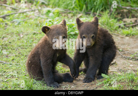 L'ours noir ludique d'oursons (Ursus americanus) au printemps Banque D'Images