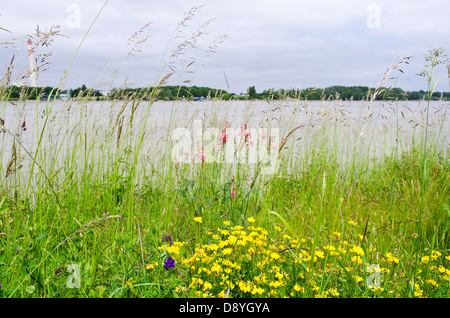 Fleurs sauvages fleurs sous un ciel maussade au cours de l'inondation 2013 sur le Danube, Vienne, Autriche Banque D'Images