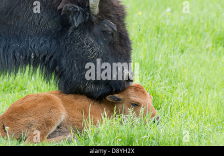 Le bison d'Amérique (Bison bison) femelle avec nouveau veau né dans les prairies Banque D'Images