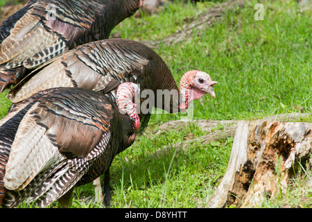 Le dindon sauvage (Meleagris gallopavo) au printemps Banque D'Images