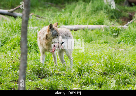 Le loup (Canis lupus) avec les proies dans la forêt Banque D'Images