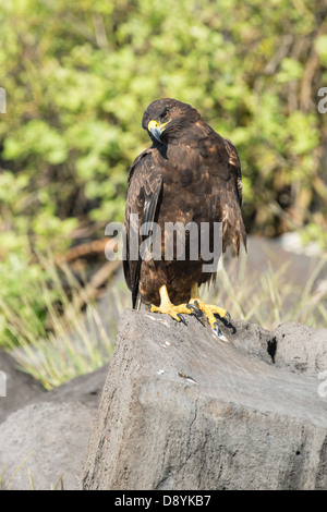 Stock photo d'un faucon des Galápagos assis sur un rocher. Banque D'Images