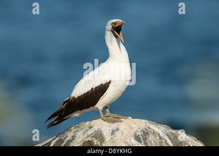 Stock photo d'un fou de Nazca, debout sur un rocher. Banque D'Images