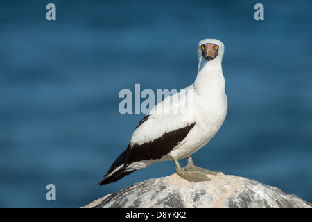 Stock photo d'un fou de Nazca, debout sur un rocher. Banque D'Images