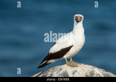 Stock photo d'un fou de Nazca, debout sur un rocher. Banque D'Images