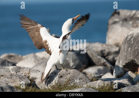 Stock photo d'un fou de Nazca, debout sur un rocher battre ses ailes. Banque D'Images