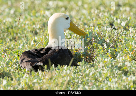 Stock photo d'un albatros sur l'île d'Espanola, Galapagos. Banque D'Images