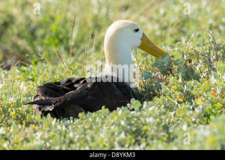 Stock photo d'un albatros sur l'île d'Espanola, Galapagos. Banque D'Images