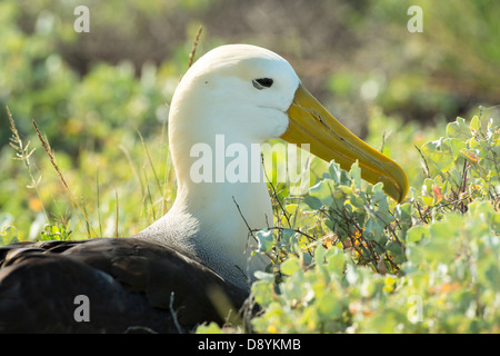 Stock photo d'un albatros sur l'île d'Espanola, Galapagos. Banque D'Images