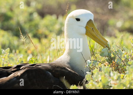 Stock photo d'un albatros sur l'île d'Espanola, Galapagos. Banque D'Images