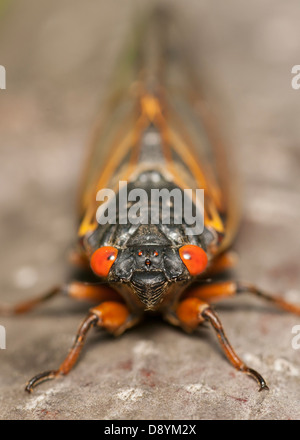 Une vue d'un couvain adultes II 17 ans cigale périodique (Pristimantis septendecim) après avoir émergé de son stade larvaire. Banque D'Images