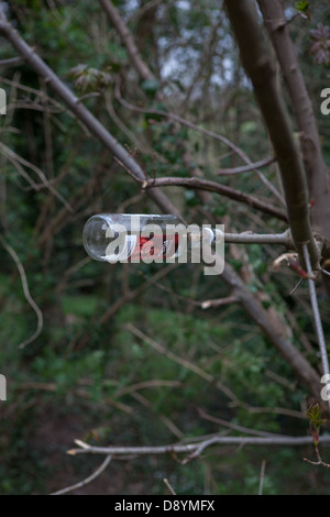 Une bouteille vide de vodka à gauche sur la branche d'arbre sur le côté d'un canal. Banque D'Images