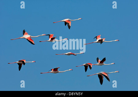 Troupeau de Flamant rose (Phoenicopterus roseus) en vol, Camargue, France Banque D'Images