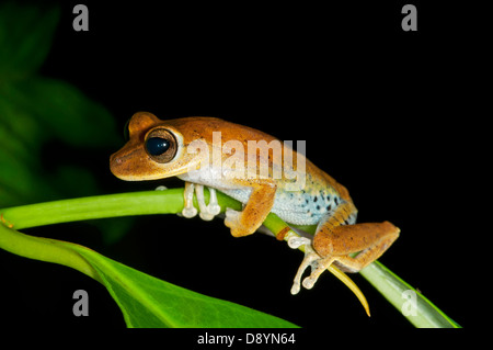 (Hylidae rainette spec.), la Réserve de Tambopata, région de Madre de Dios, Pérou Banque D'Images