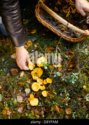 Les chanterelles cueillies. Banque D'Images
