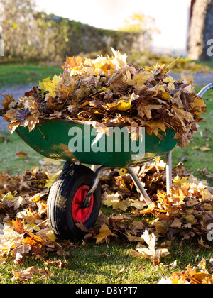 Barrow-roue pleine de feuilles d'automne au jardin Banque D'Images