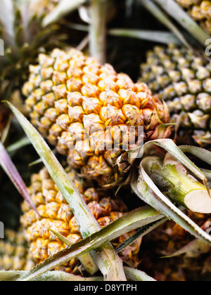 Les ananas frais. Banque D'Images