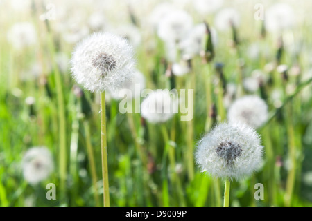 Macro de fleurs de pissenlit avec blanc duveteux flying seeds Banque D'Images