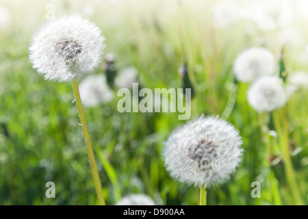 Macro photo avec des fleurs de pissenlit avec blanc duveteux flying seeds Banque D'Images