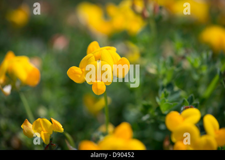 Lotus corniculatus. Également connu sous le nom d'oiseaux feuilles pennées. Banque D'Images