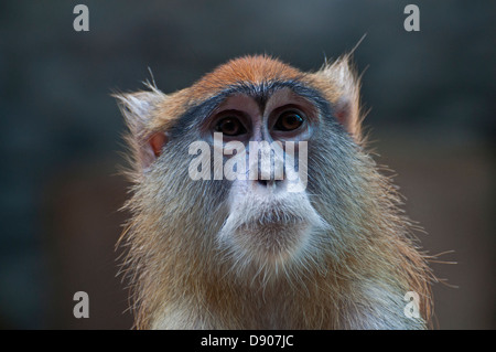 Close-up of a Patas singe. Banque D'Images