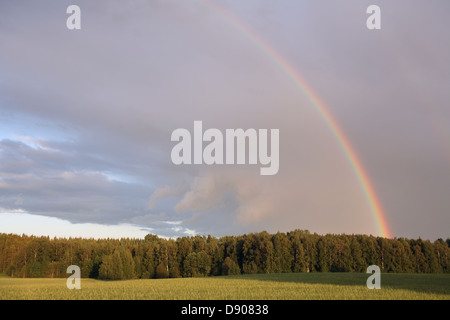 Arc-en-ciel sur la forêt. Banque D'Images