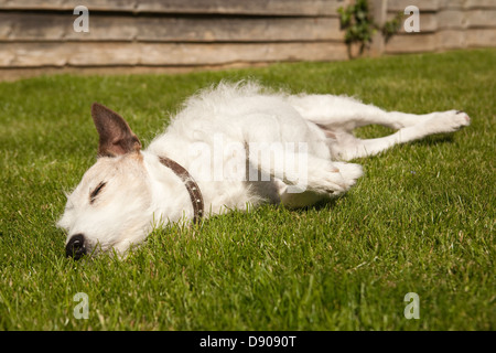 jack russell terrier chien dormant paisiblement sur l'herbe verte dans un jardin de jardin ensoleillé Banque D'Images