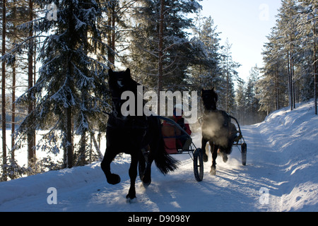 Formation des chevaux dans un paysage hivernal, en Suède. Banque D'Images