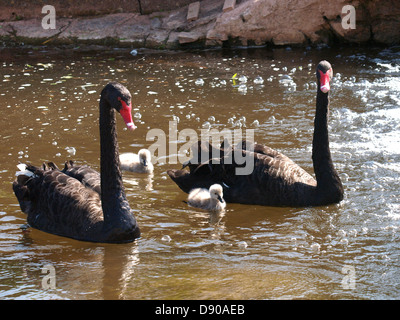 Les cygnes noirs et cygnets, Cygnus atratus, Exmouth, Devon, UK 2013 Banque D'Images