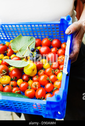 Les tomates de différentes couleurs et formes, la Suède. Banque D'Images