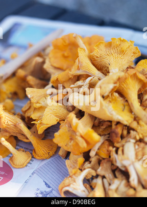 Woman cleaning chanterelles, la Suède. Banque D'Images