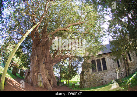 4 000 ans de Yew Tree Cimetière St Georges Crowhurst UK Surrey Banque D'Images