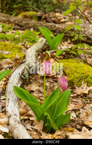 Lady's Slipper rose sauvage dans la forêt de l'Est. Banque D'Images