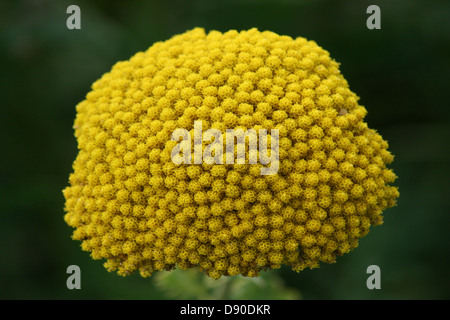 Fernleaf Achillée (Achillea filipendulina) Banque D'Images