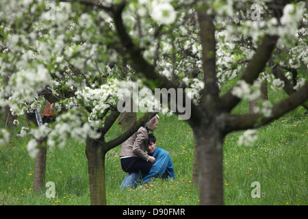 Un couple s'épanouit sous des cerisiers dans le Petrin Hill Gardens à Prague, en République tchèque, le 1 mai 2013. Banque D'Images