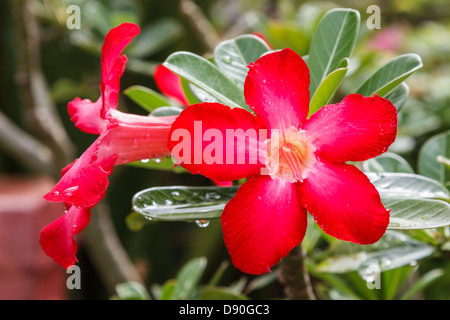 Du Toitskloof Adenium Banque D'Images