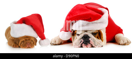 Santa chien - deux chiens wearing santa hats - bulldog Anglais et dogue de Bordeaux puppy Banque D'Images