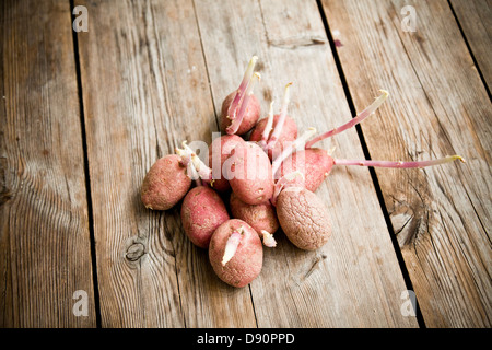 Les pommes de terre germées sur table en bois Banque D'Images