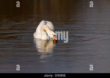 Homme Cygne muet, Cygnus olor Banque D'Images