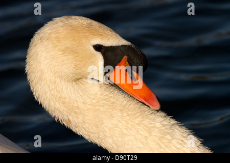 Cygne tuberculé mâle natation Banque D'Images