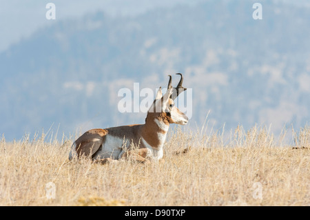 Un dollar l'antilope d'écorchures dans la Lamar Valley Parc National de Yellowstone. Banque D'Images