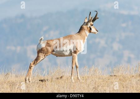 Un dollar l'antilope d'écorchures dans la Lamar Valley Parc National de Yellowstone. Banque D'Images