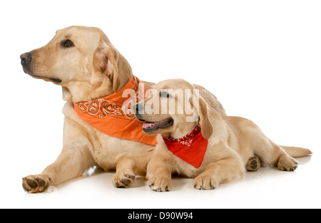 Chien adulte et chiot portant des bandanas fixant à la recherche sur le côté isolé sur fond blanc Banque D'Images