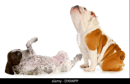 Deux chiots cute looking up isolé sur fond blanc - braque allemand et anglais chiot bouledogue Banque D'Images