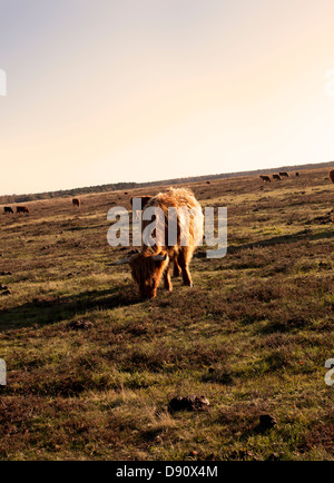 Le pâturage des vaches sur la bruyère Banque D'Images