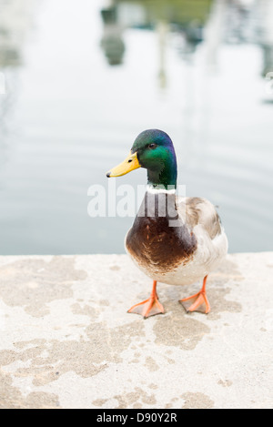 Canard à bec jaune avant le lac Banque D'Images