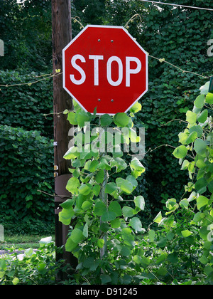 Kudzu vine entwines envahissantes un panneau d'arrêt et la rue adjacente sign in High Springs, en Floride. Banque D'Images