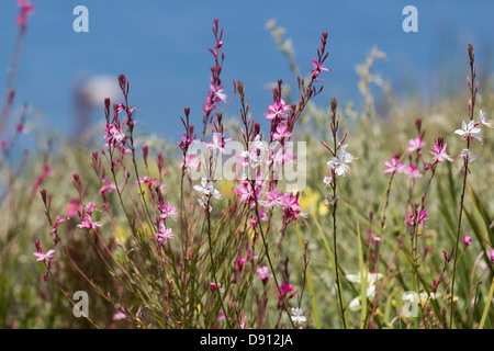 Des fleurs sur le fond de la mer Banque D'Images